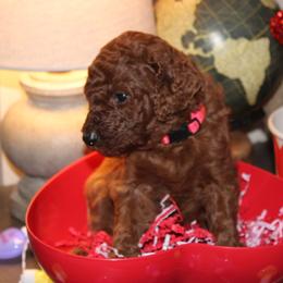 Pink - Red  female Poodle puppy in Summit, Mississippi from poodles and doodles llc