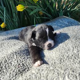 Bunny - Black tri female Miniature Australian Shepherd puppy in Gainesboro, Tennessee from Family Tradition