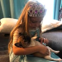 French Bulldog and Miniature Bull Terrier Puppies from Dogs of Dyhar