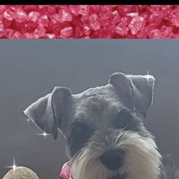 Miniature Schnauzer All Grown Up from Regency Schnauzer