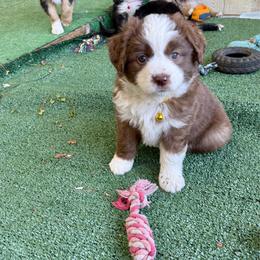 Rose - Red tri female Miniature Australian Shepherd puppy in Grants Pass, Oregon from Woodwind Miniatures