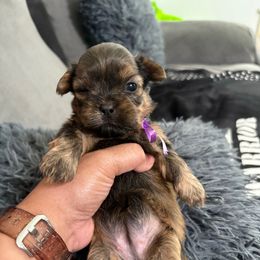 Female 1 PURPLE ribbon - Brindle female Shorkie puppy in Albemarle, North Carolina from Wilson Kennel