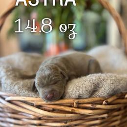 Astra - Silver female Dilute Retriever puppy in Puyallup, Washington from 12 Door Farm Labradors