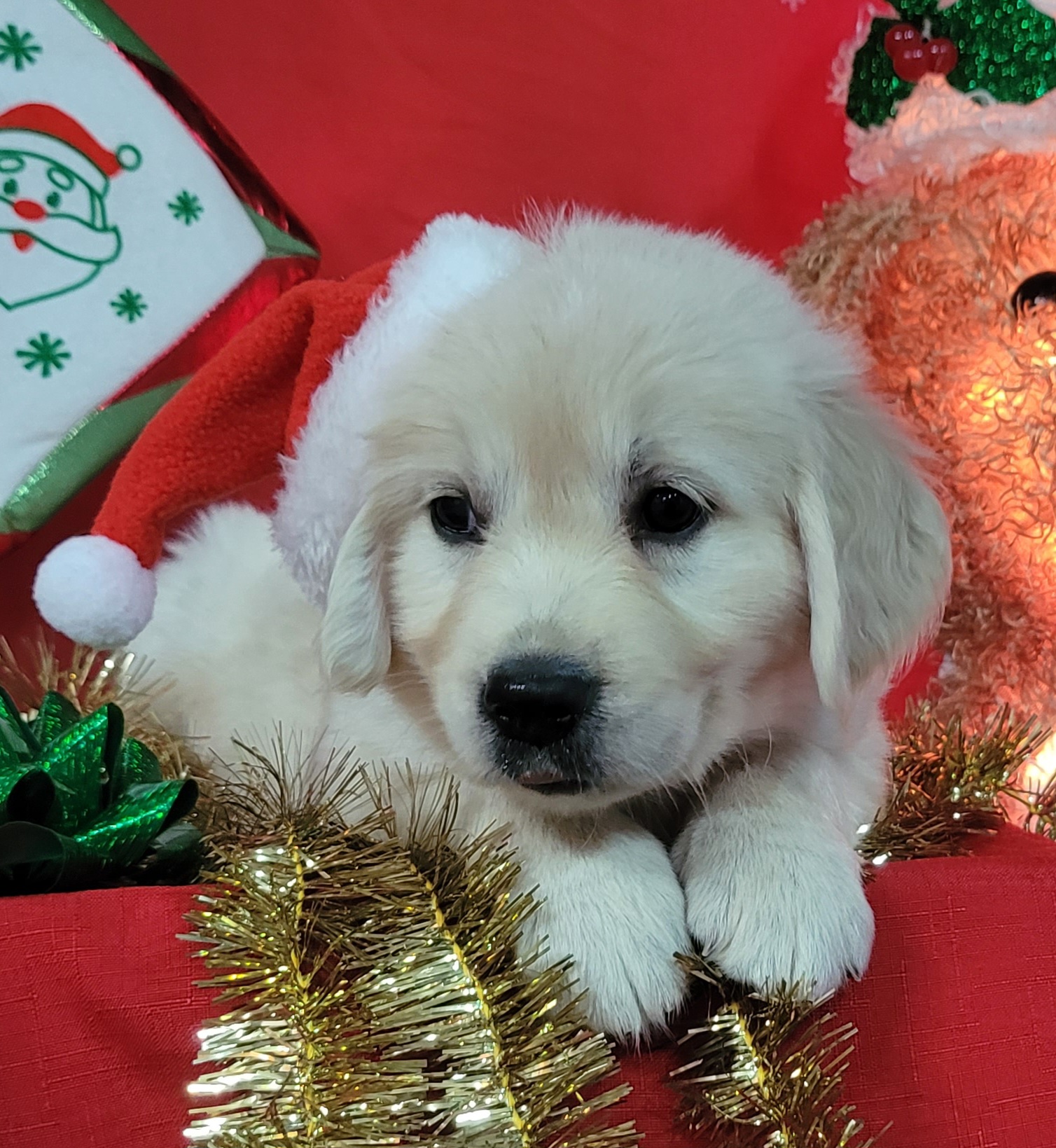Golden Retrievers from Golden Pride Retrievers