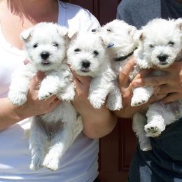 Shihpoo, Shih Tzu, and West Highland White Terrier Puppies from Westie Way & Polly Tzu Shih tzu and more