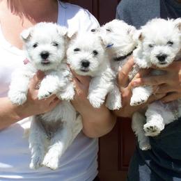 Shihpoo, Shih Tzu, and West Highland White Terrier Puppies from Westie Way & Polly Tzu Shih tzu and more