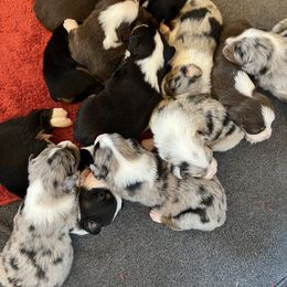 Australian Shepherd Puppies from Oak Island Australian Shepherds
