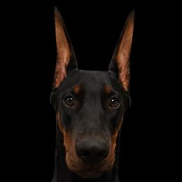 Boy-Ancalagon Rising - Black and rust male Doberman Pinscher puppy in Columbia, Maryland from Storm Cloud Doberman