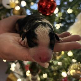 Timber - Tri-color male Bernedoodle puppy in Carlotta, California from Lost Coast Bernese Mountain Dogs
