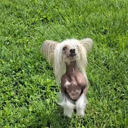 Simon - Chinese Crested