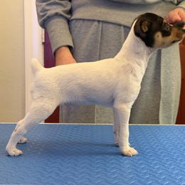 Red Boy - White black and tan male Toy Fox Terrier puppy in Fort Worth, Texas from Blue Line Kennel