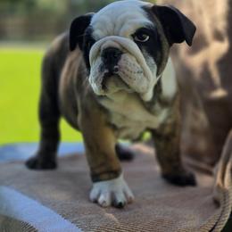 Buddy - Brindle male Bulldog puppy in Noble County, Indiana from River Road Bulldogs