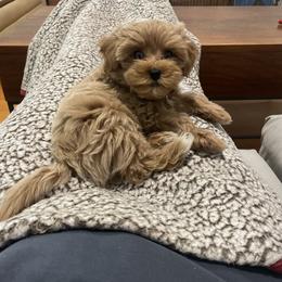 Maltipoo All Grown Up from Minipaws kennel