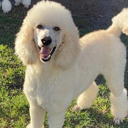 Luxe - Poodle