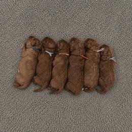 Goldendoodle puppies from Mountain Grove Doodles