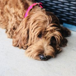 Ducky - Goldendoodle