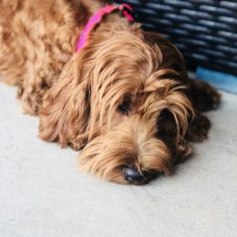 Ducky - Goldendoodle