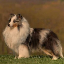 Shetland Sheepdogs from Crossroad shelties