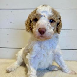 Sugar - Parti female Goldendoodle puppy in Taylorsville, North Carolina from Doggone Dixie Doodles