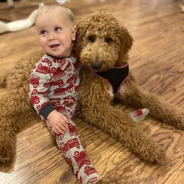 Goldendoodle Puppies from Mickey and Molly-multi-gen goldendoodles