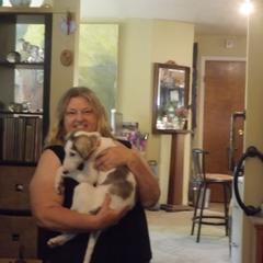 Borzoi Puppies from Kelcorov