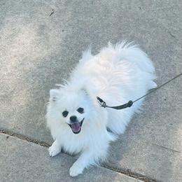 Prue - White female Pomeranian puppy in St. Louis, Missouri from Saint Louis Pomeranian babies