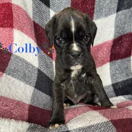 Boy 5 - Brindle male Boxer puppy in Cicero, New York from MK Boxer Haven of CNY