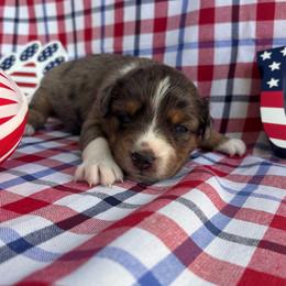 Vega - Blue merle female Australian Shepherd puppy in Waxahachie, Texas from Volks Aussies