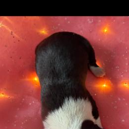 Mackenzie - Black and white female Boston Terrier puppy in Charlotte, Michigan from Witselle Bostons