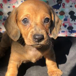 Dachshund Puppies from Vibrant Eyes Doxies