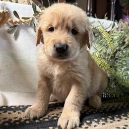 Boy 1 - male Golden Retriever puppy in Lynn, Indiana from Four Seasons