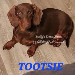 Tootsie - Dachshund