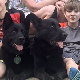German Shepherd puppies from Ransomshire Shepherds