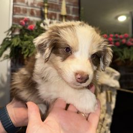 Fettuccine - Red merle female Australian Shepherd puppy in Anniston, Alabama from All Hale Aussies