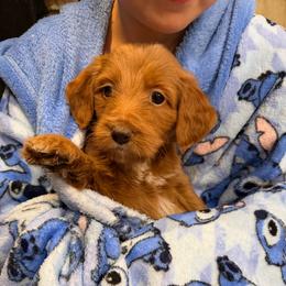 Skye- orange - Red  female Goldendoodle puppy in Bogue Chitto, Mississippi from Valentine Kennels