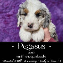 Old English Sheepdog and Sheepadoodle Puppies from Country Roads Sheepdogs & Doodles