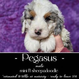 Old English Sheepdog and Sheepadoodle Puppies from Country Roads Sheepdogs & Doodles