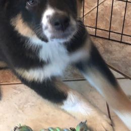 Australian Shepherd Puppies from Angel Aussies