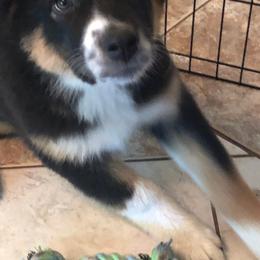 Australian Shepherd Puppies from Angel Aussies