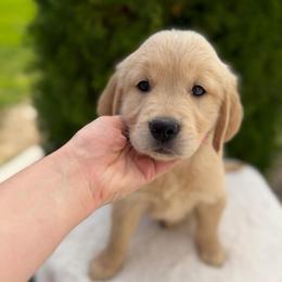 Green Collar Boy - Golden male Golden Retriever puppy in Salt Lake City, Utah from Deseret Peak Goldens