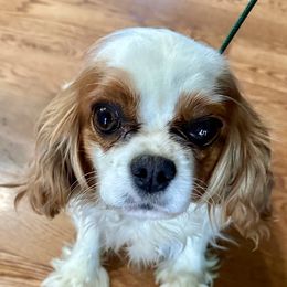 Charlotte - Cavalier King Charles Spaniel