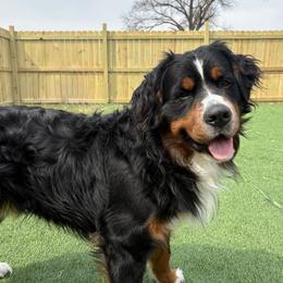 Rocky - Bernese Mountain Dog