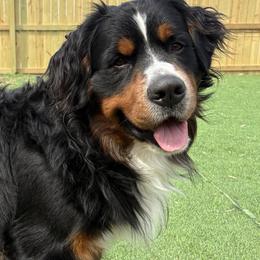 Rocky - Bernese Mountain Dog