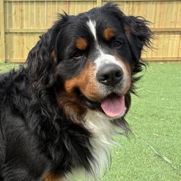 Rocky - Bernese Mountain Dog