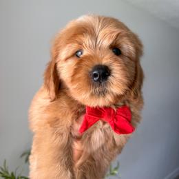 Jabba - Red male Bernedoodle puppy in South Jordan, Utah from Wonderful World Doodles
