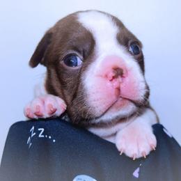 Baby Aerith - Seal and white female Boston Terrier puppy in Kingsport, Tennessee from Sleepwalker Bostons