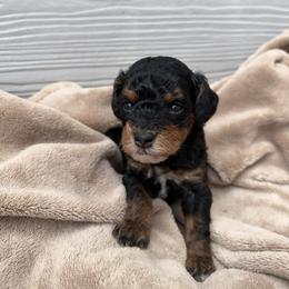 Fudge - Phantom male Poodle puppy in Fort Scott, Kansas from The Puppy Acres