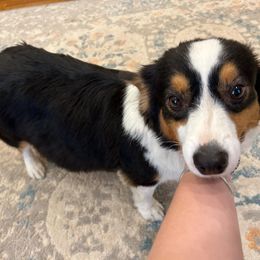 Jewel - Pembroke Welsh Corgi