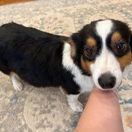 Jewel - Pembroke Welsh Corgi