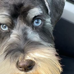 Montana - Miniature Schnauzer